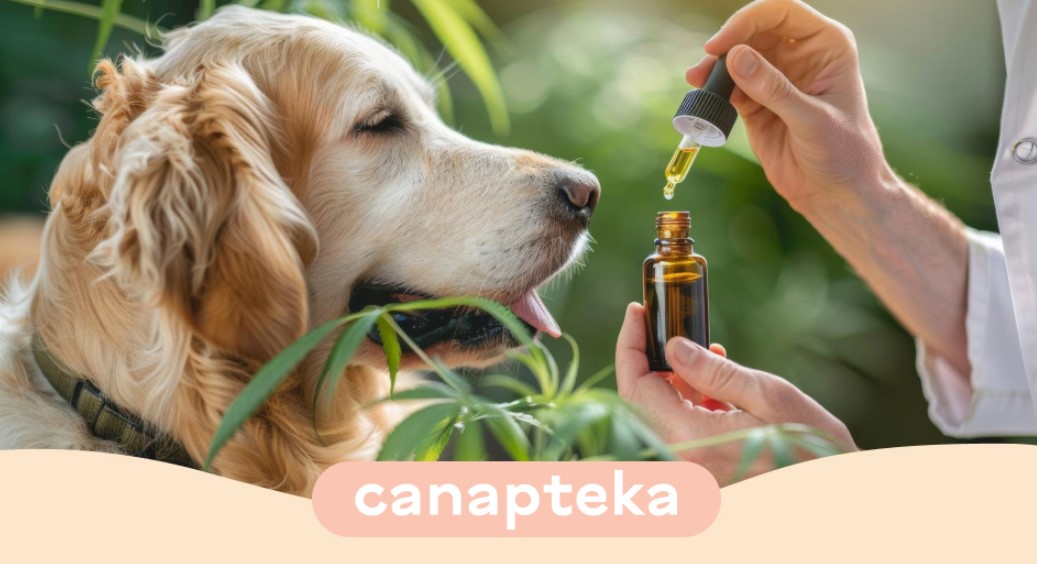 Як CBD для тварин допомагає улюбленцю впоратися зі стресом