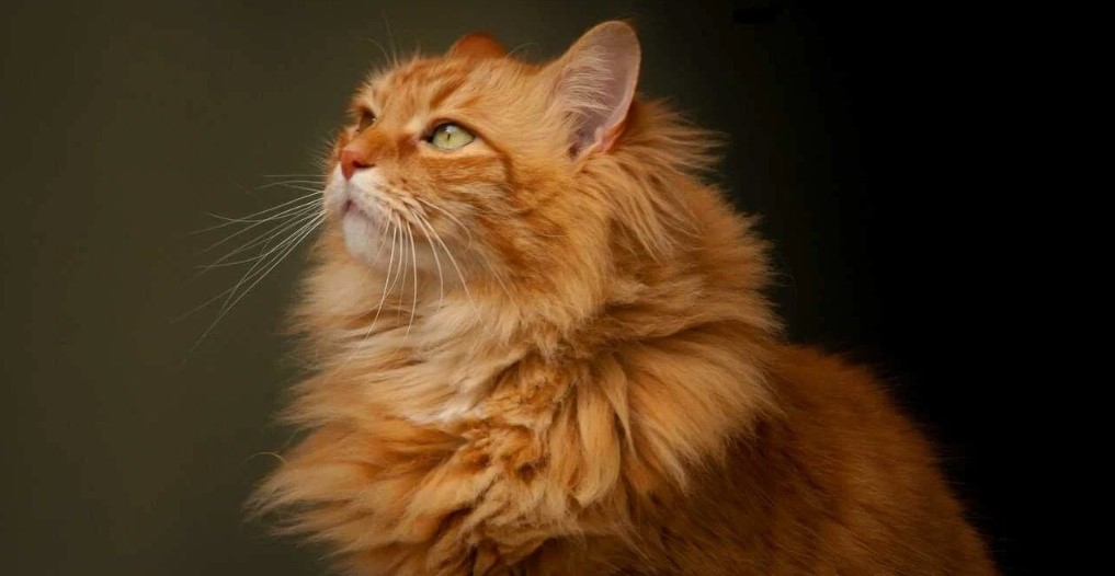 До чого рудий кіт