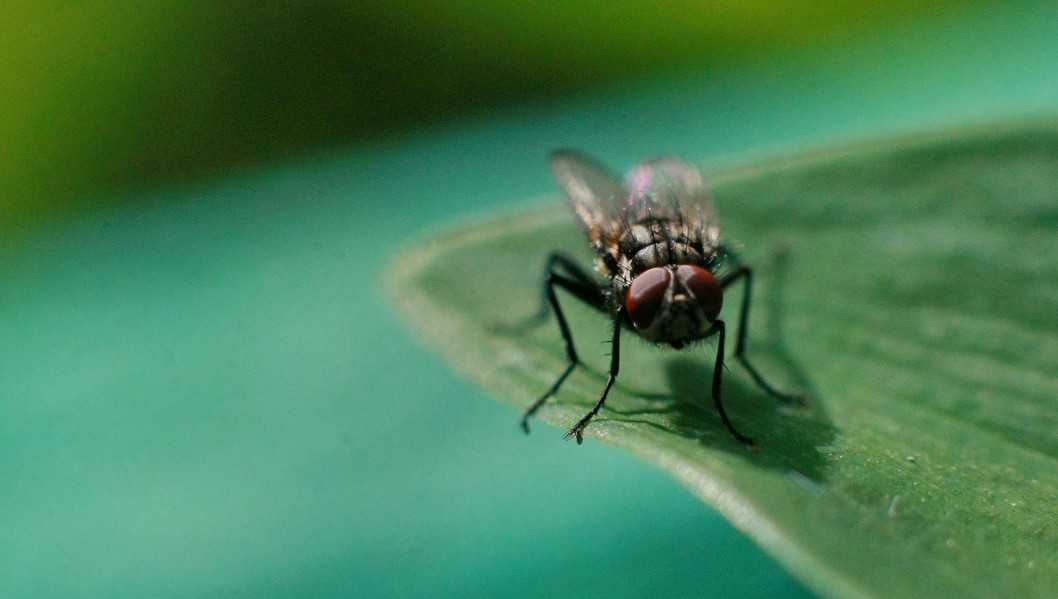 До чого сниться муха