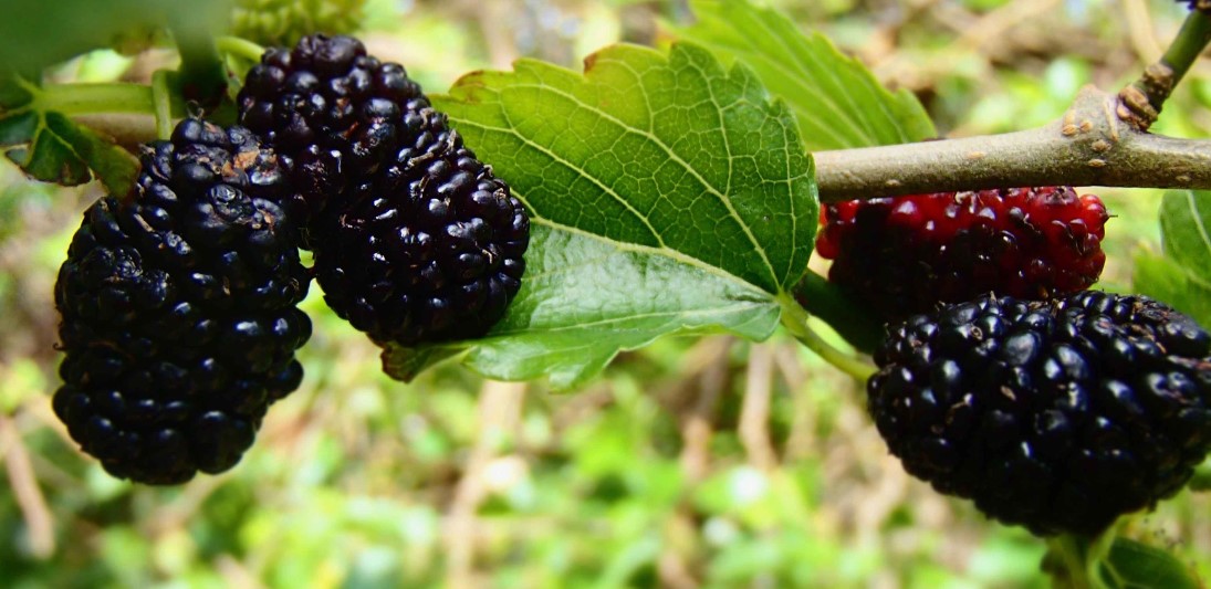 До чого сниться шовковиця