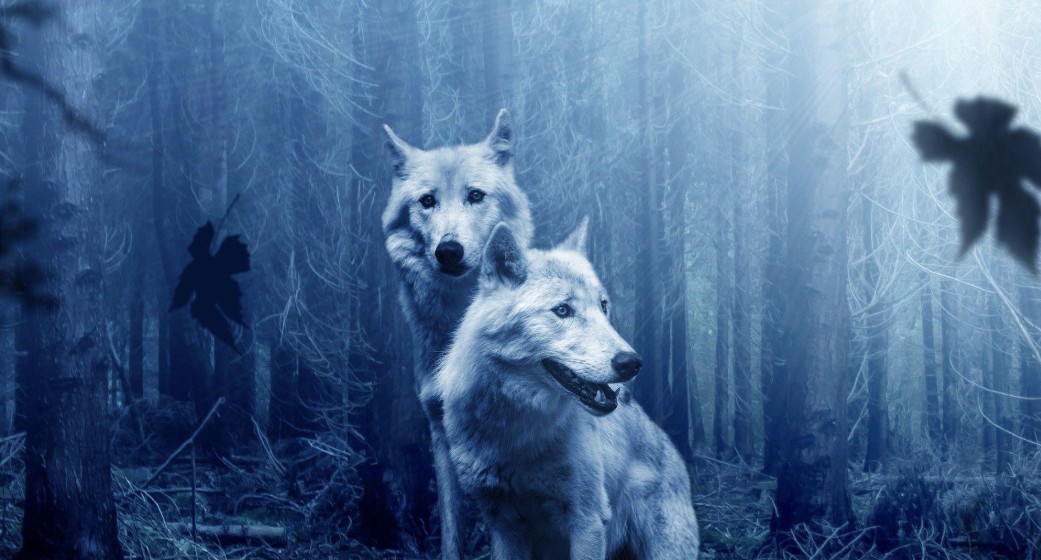 До чого сниться вовк