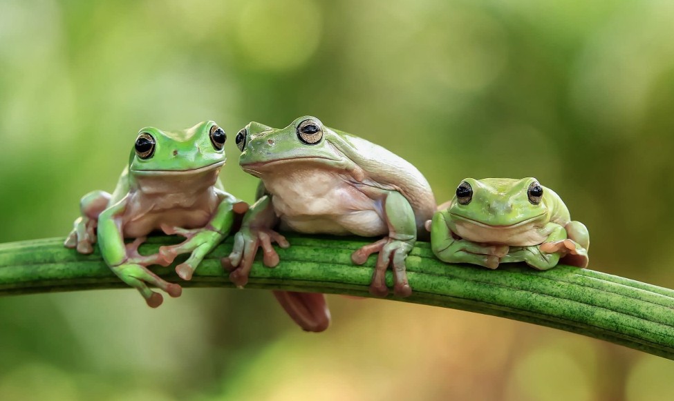 До чого сниться жаба