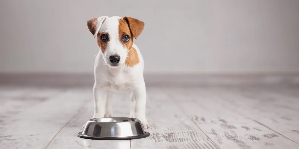 Чи можна годувати собаку лише вологим кормом