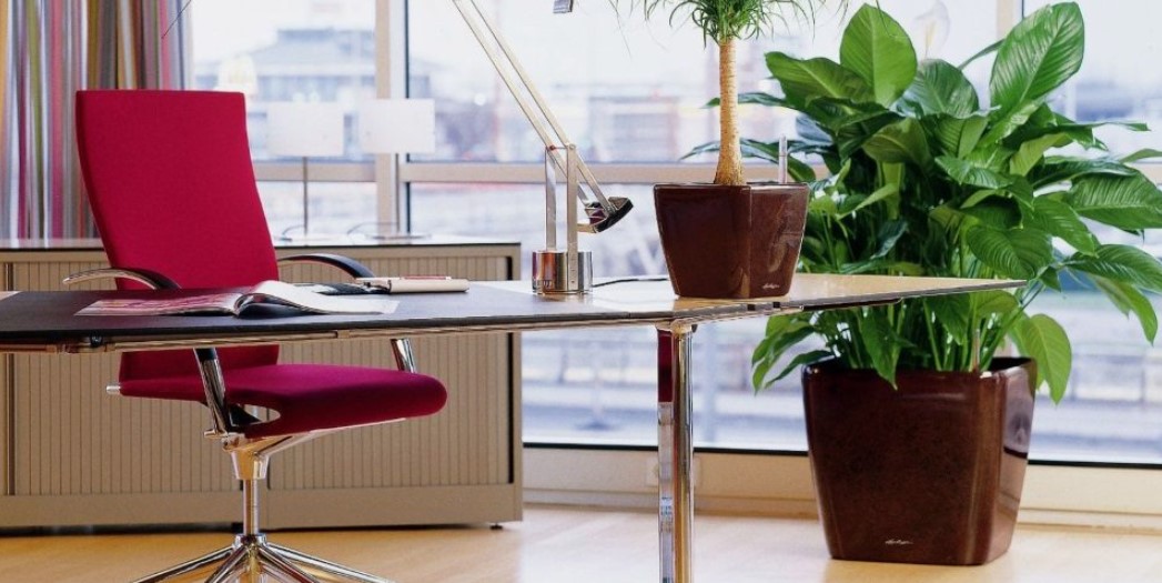 Кімнатні рослини для офісу