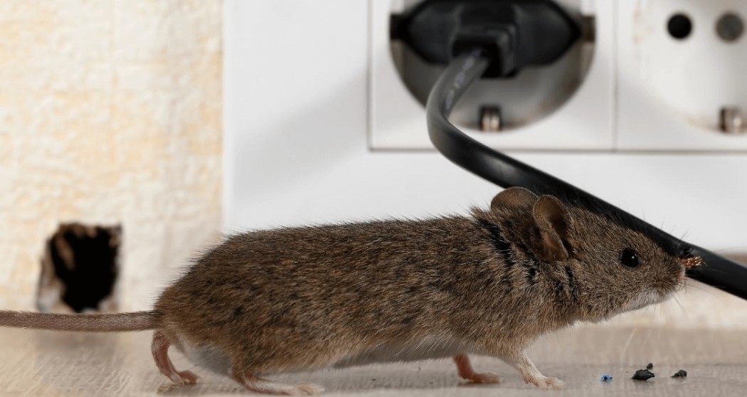 Мыши в доме: как избавиться
