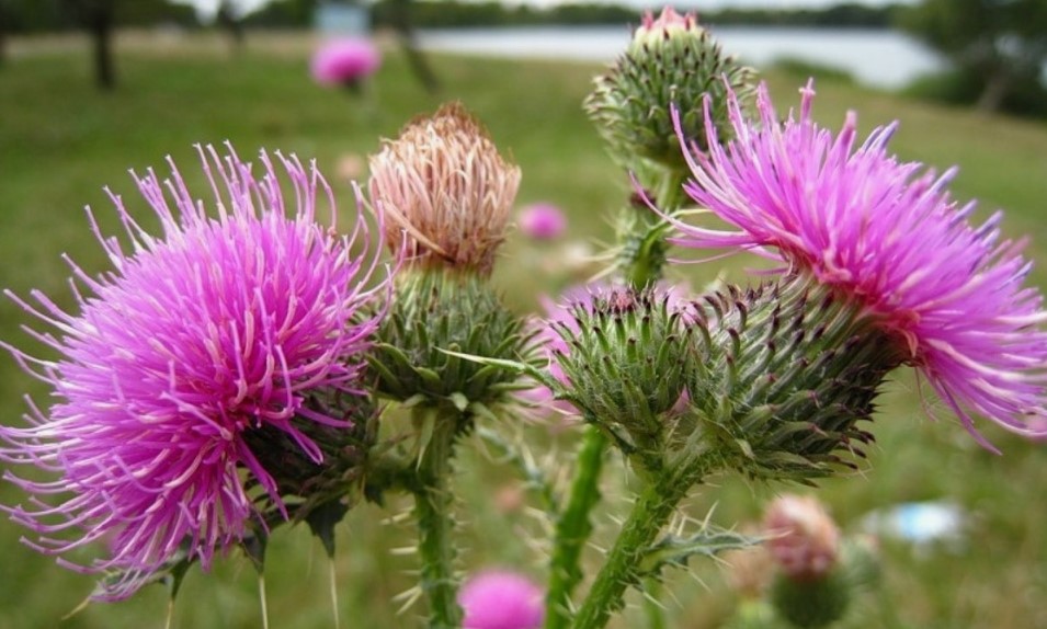 Розторопша: зелений щит нашого здоров’я