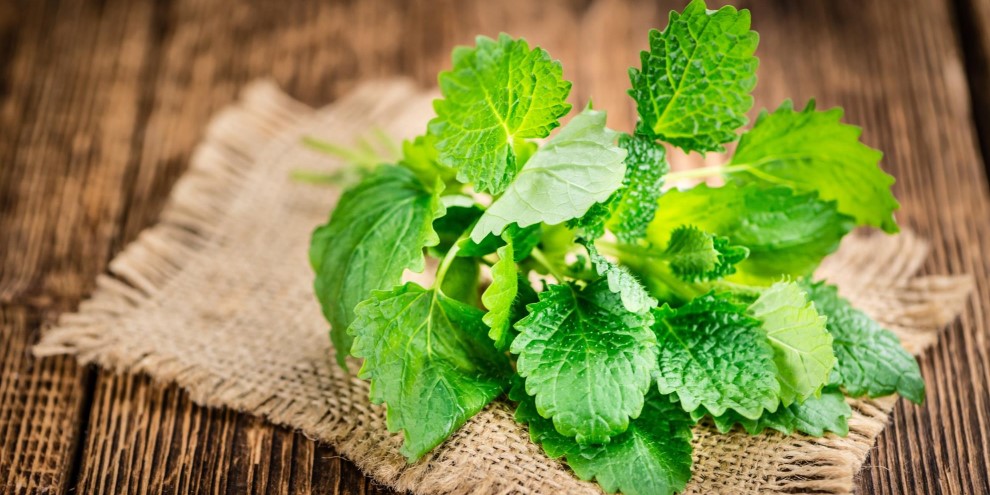 Що таке меліса