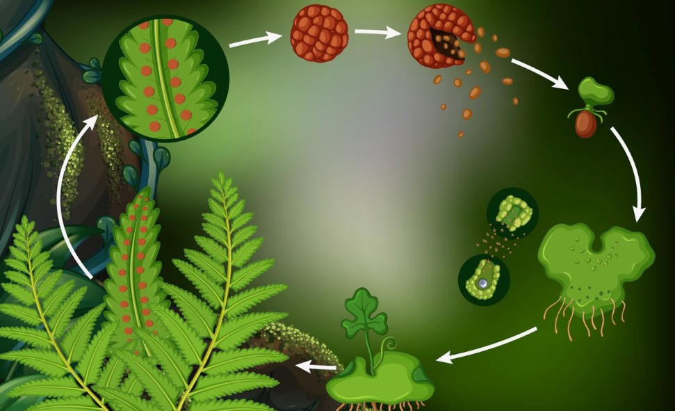 Що таке життєвий цикл