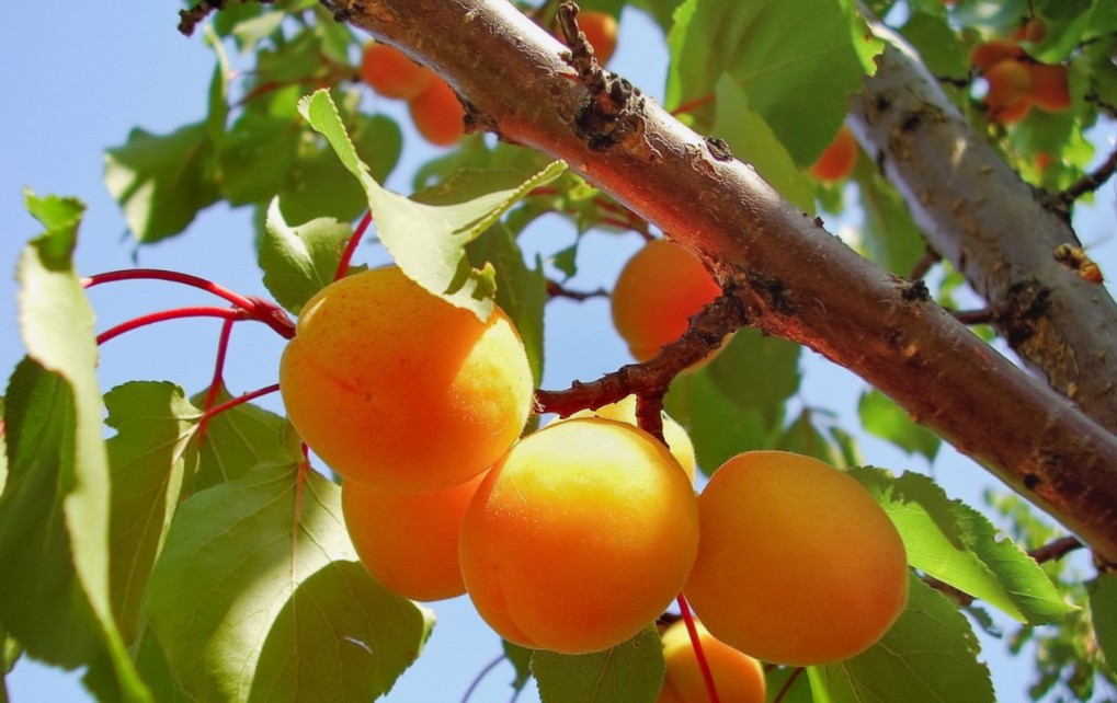 Що означає, коли сниться абрикос