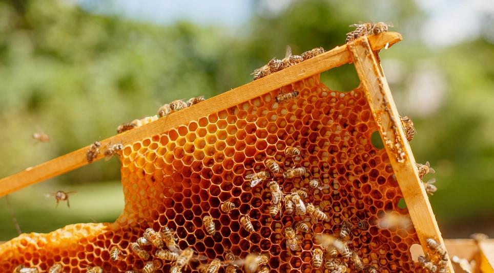 Вощина як фундамент сильного вулика