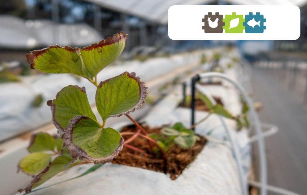 агротканина та агроволокно від морозу